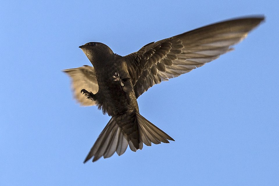 Swifts and Electronic Swift Callers – 13 April 2026